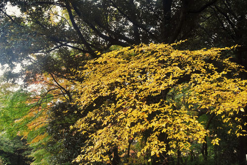 ヤマコショウ,紅葉,やまこうばし