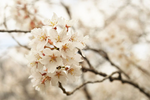えどひがん,エドヒガン,サクラ,江戸彼岸桜の木