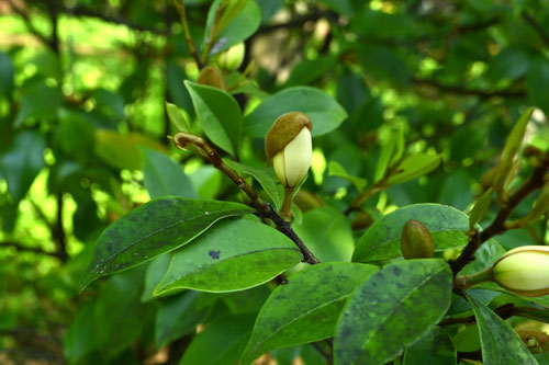 からたねおがたまの木,花,カラタネオガタマ