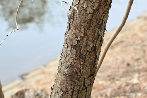 Water-elder