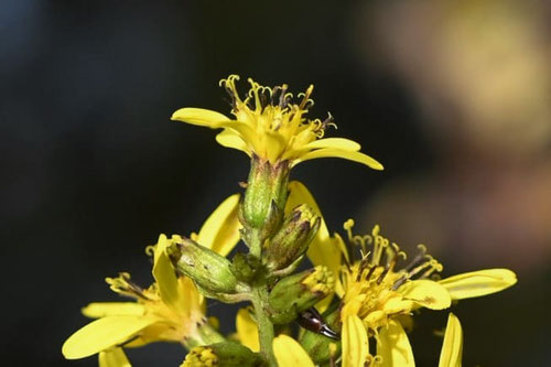 オタカラコウの花,おたからこう