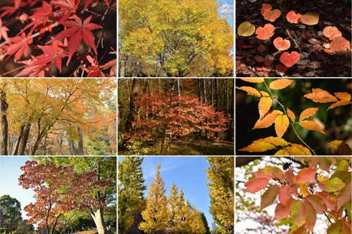 紅葉が綺麗な木の名前,紅葉する木