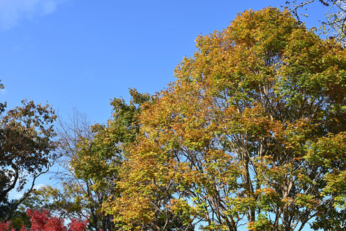 アサヒカエデ,紅葉