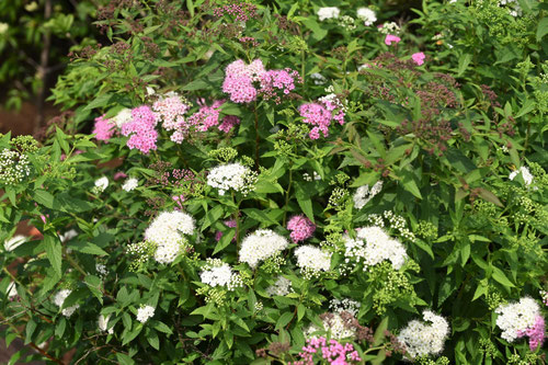 しもつけ,シモツケ,花,寄せ植え
