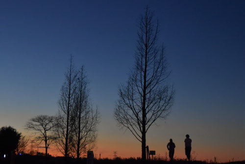 冬のメタセコイア,めたせこいあ