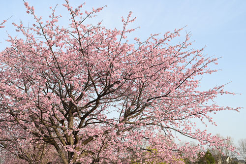 大カンザクラ,名所,早咲き,安行桜