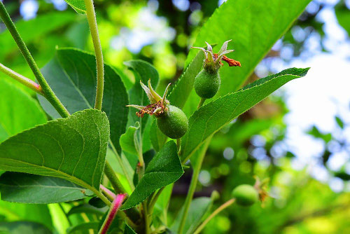 himerinngo,ヒメリンゴ