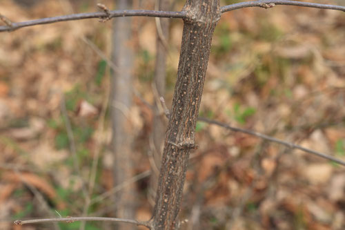 ガマズミの木,がまずみ,樹木