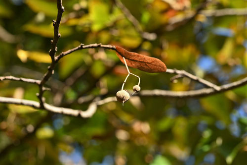 Linden tree,fruits