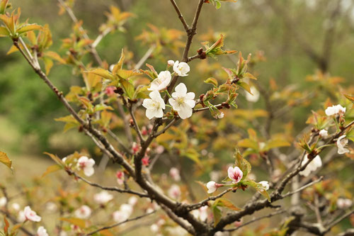 高嶺桜,樹木