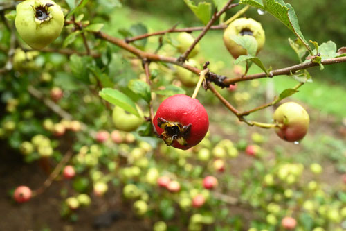 果実ができる木