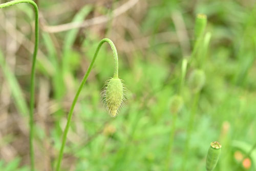 ナガミヒナゲシ,ながみひなげし,雑草