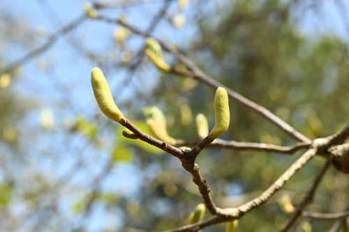 もくれんとは,花が白いモクレンの木