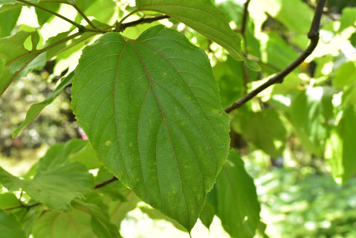 Japanese raisin tree,picture,leaf
