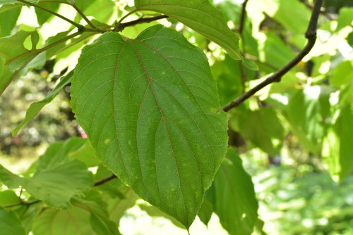 ケンポナシ,Japanese raisin tree,picture,leaf