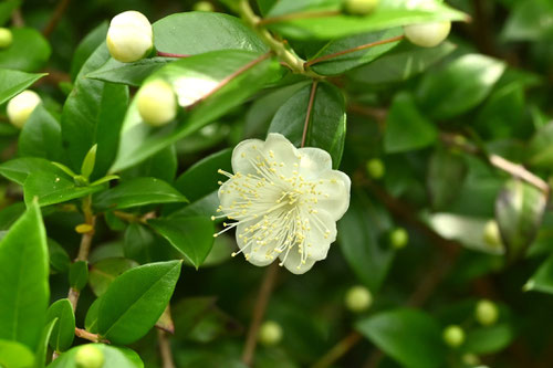マートルの花,画像,ぎんばいか