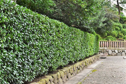 さかき,榊,植物,生垣,神社