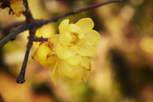 匂いがいい木の花,黄色