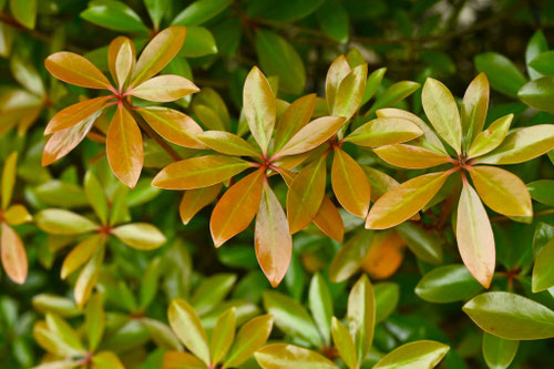 モッコクの木,もっこく,葉っぱ,植物