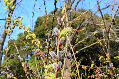 イヌコリヤナギ,いぬこりやなぎ,花