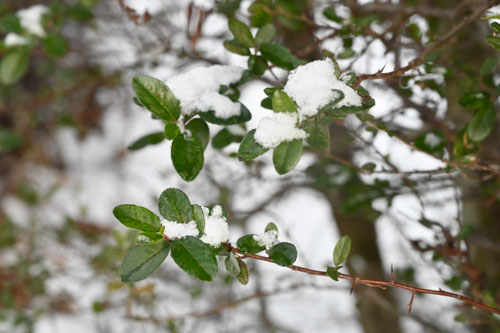 ピラカンサの木,ぴらかんさ,トキワサンザシ,雪