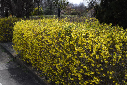 お勧めの低木,種類,名前