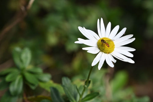 Nippon daisy,Japanese flower