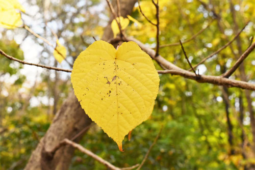 黄色く紅葉する木