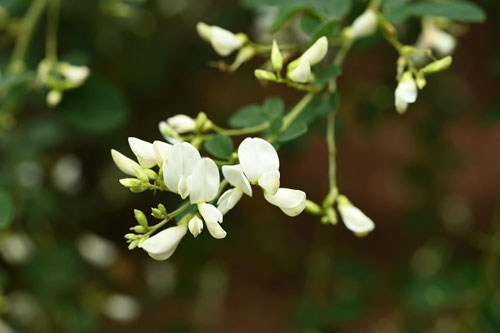 白花,萩,種類