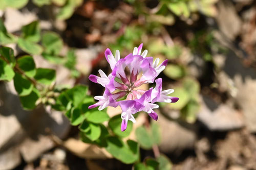 レンゲソウの花,れんげ,げんげ