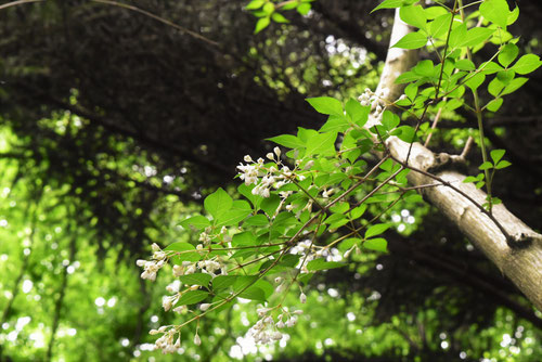 コメゴメの木,みつばうつぎ,樹木,植物