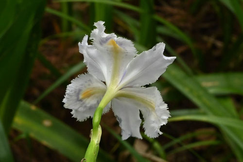 シャガの花,特徴