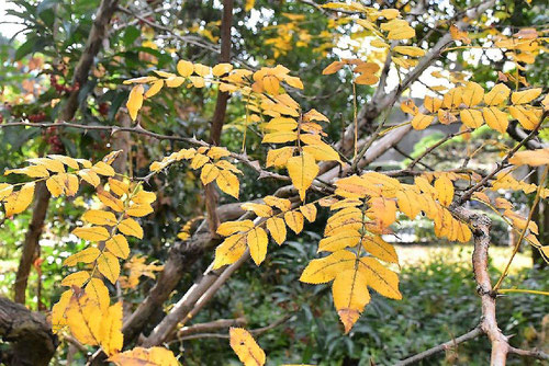 さんしょうばら,紅葉,サンショウバラ