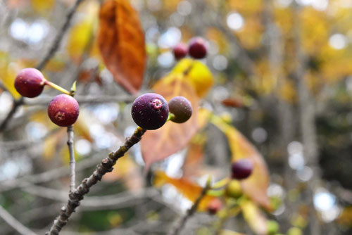 fake fig,little fig