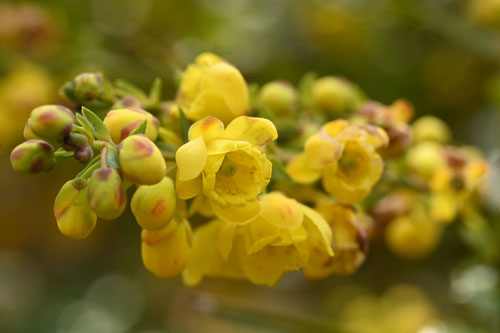 ヒイラギナンテン,柊南天の木の開花,ひいらぎなんてん