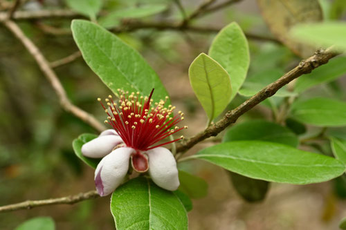 潮風に耐える果樹
