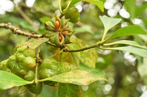 シキミ,Japanese star anise,fruits