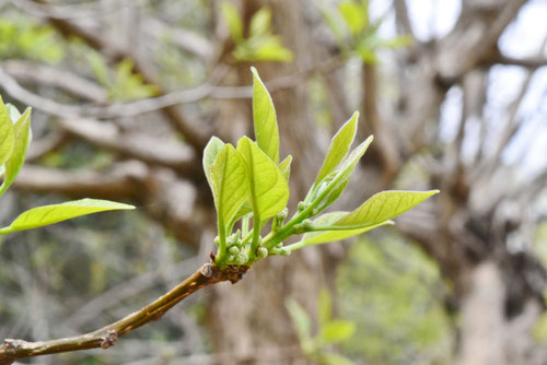 Silkworm thorn,leef