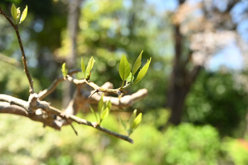 Silkworm thorn,leef