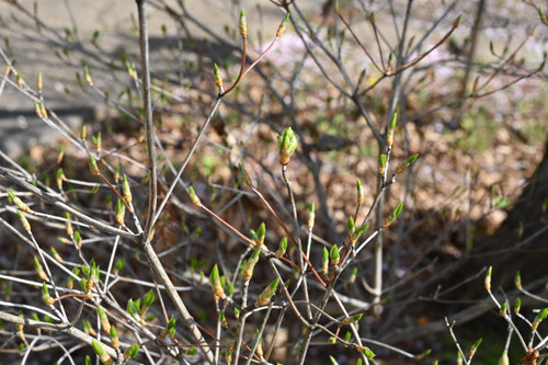 ドウダンツツジ,どうだんつつじ,満天星の木,植物