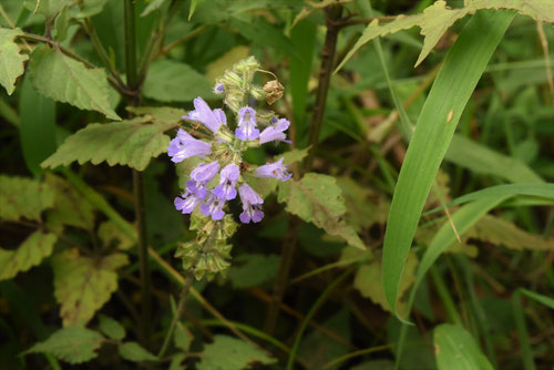 秋の田村草,開花期,アキノタムラソウ,あきのたむらそう
