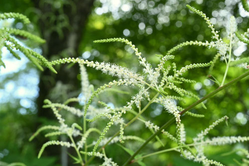 ヤマブキショウマ,植物