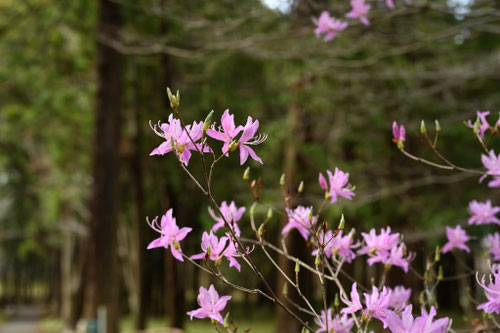 ミツバツツジの花,みつばつつじ