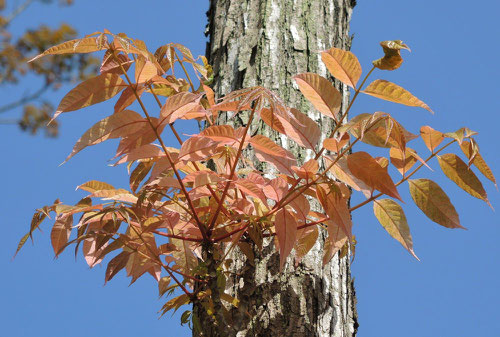 Chinese cedar,tree