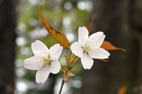 ヤマザクラ,やまざくら,雄しべと雌しべ,山桜の木