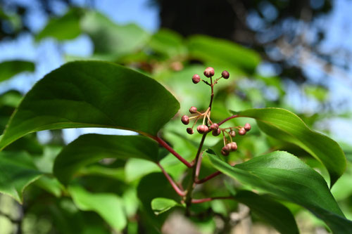 さるなし,植物,ツボミ