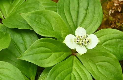 ゴゼンタチバナ,高山植物