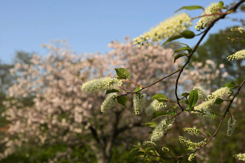 うわみずざくら,開花時期