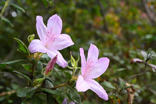 もちつつじ,餅つつじの花,写真,モチツツジ