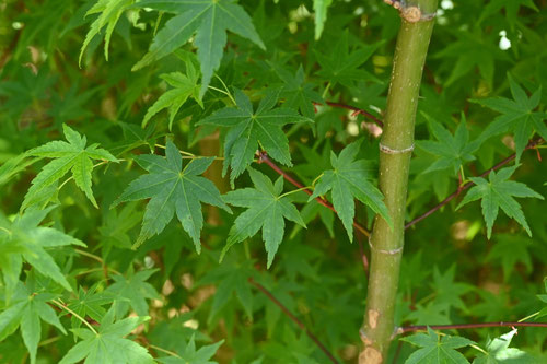 モミジの種類,ヤマモミジ,やまもみじ